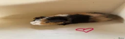Guinea Pig rodents for sale: Baby Teddy Guinea pigs. Boys & girls  - Advert 5