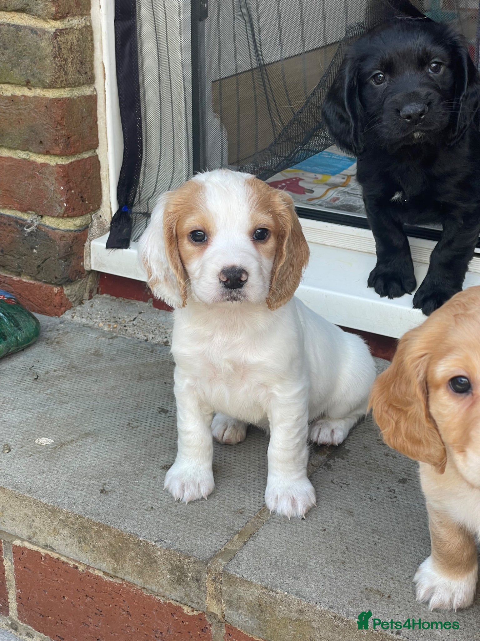 Cocker Spaniel dogs Working cocker spaniels  - Advert 4