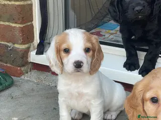 Cocker Spaniel dogs Working cocker spaniels - Advert 4