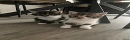 British Longhair cats for sale: Gorgeous fluffy kittens - Advert 13