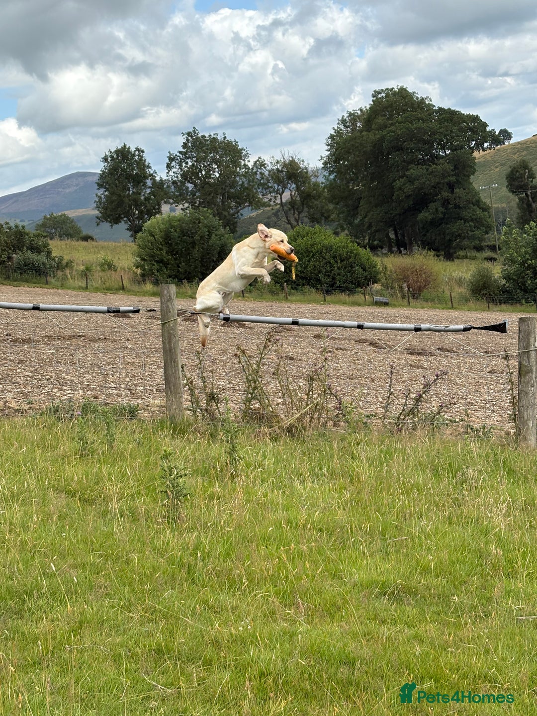 Labrador Retriever dogs for sale: Part trained 14 month old male male amazing pet  - Image 7