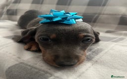Dachshund dogs for sale: Beautiful rainbow 🌈🌈 litter 💙🩷 - Image 13