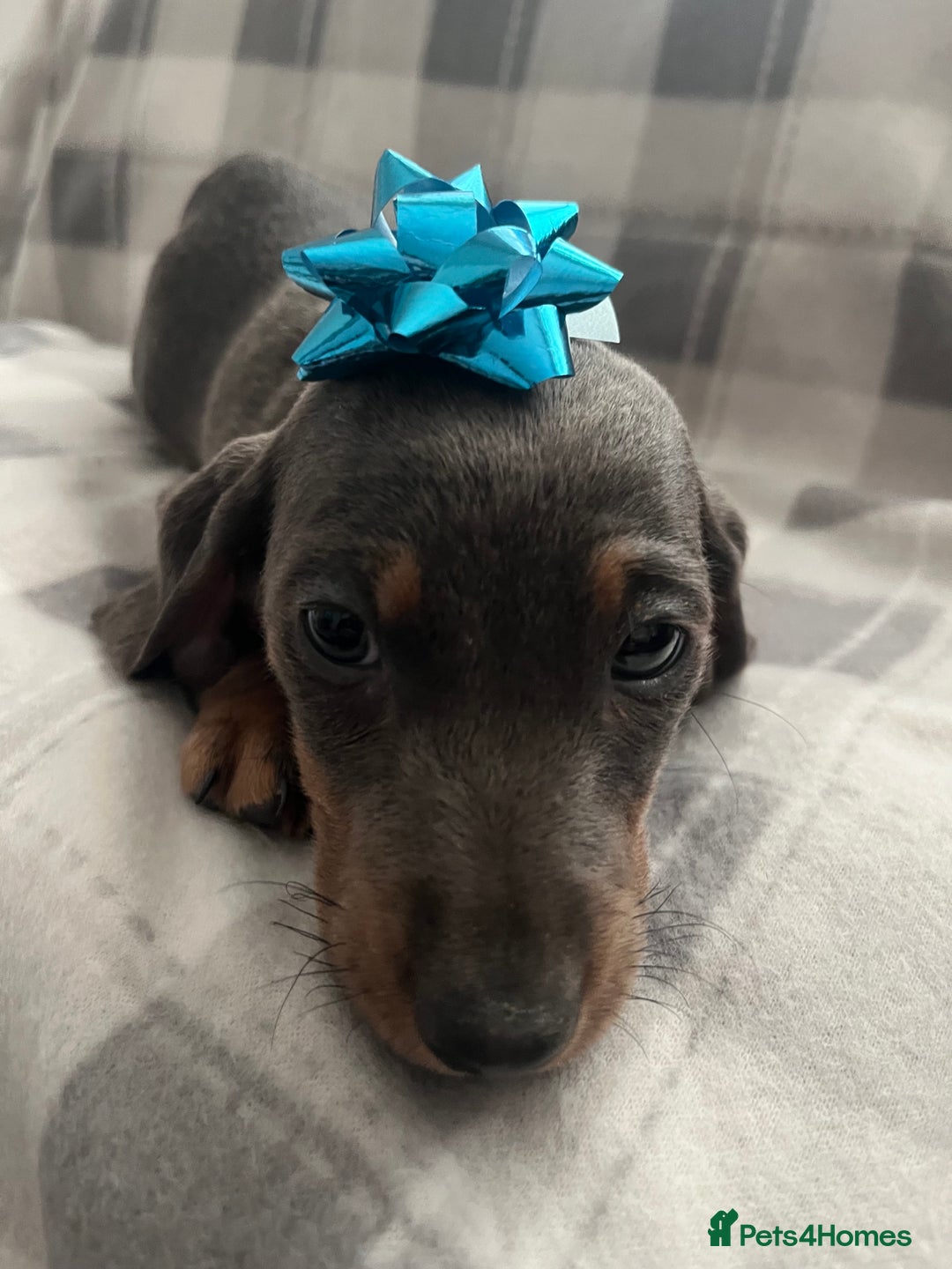 Dachshund dogs for sale: Beautiful rainbow 🌈🌈 litter 💙🩷 - Image 13