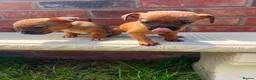 Mixed Breed dogs for sale: Jack russel/Shih Tzu in Carlisle - Advert 7
