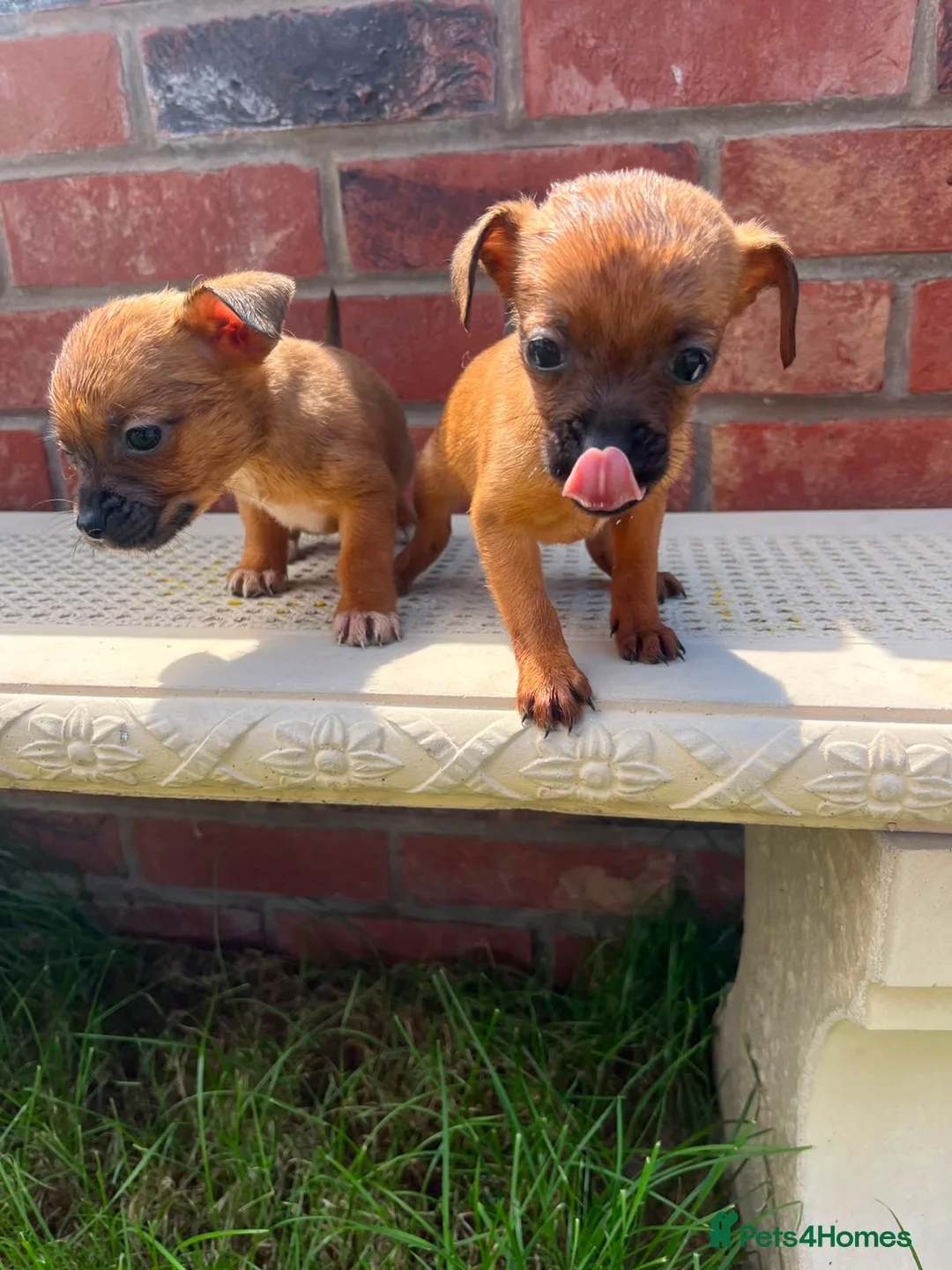 Mixed Breed dogs for sale: Jack russel/Shih Tzu in Carlisle - Advert 7