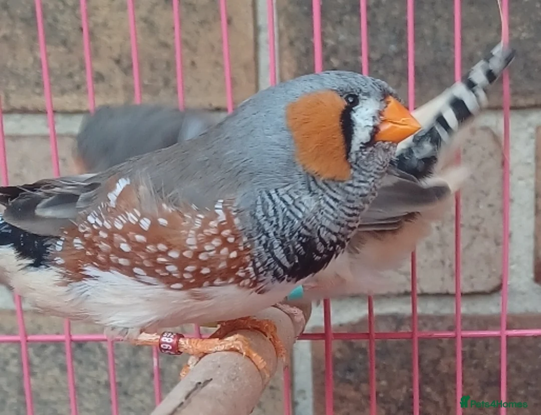 Finches birds for sale: ZEBRA FINCHES SHOW CLASS EXIBITION SIZE PAIR - Advert 8