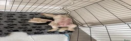 Poochon dogs for sale: Health tested poochons  - Advert 4