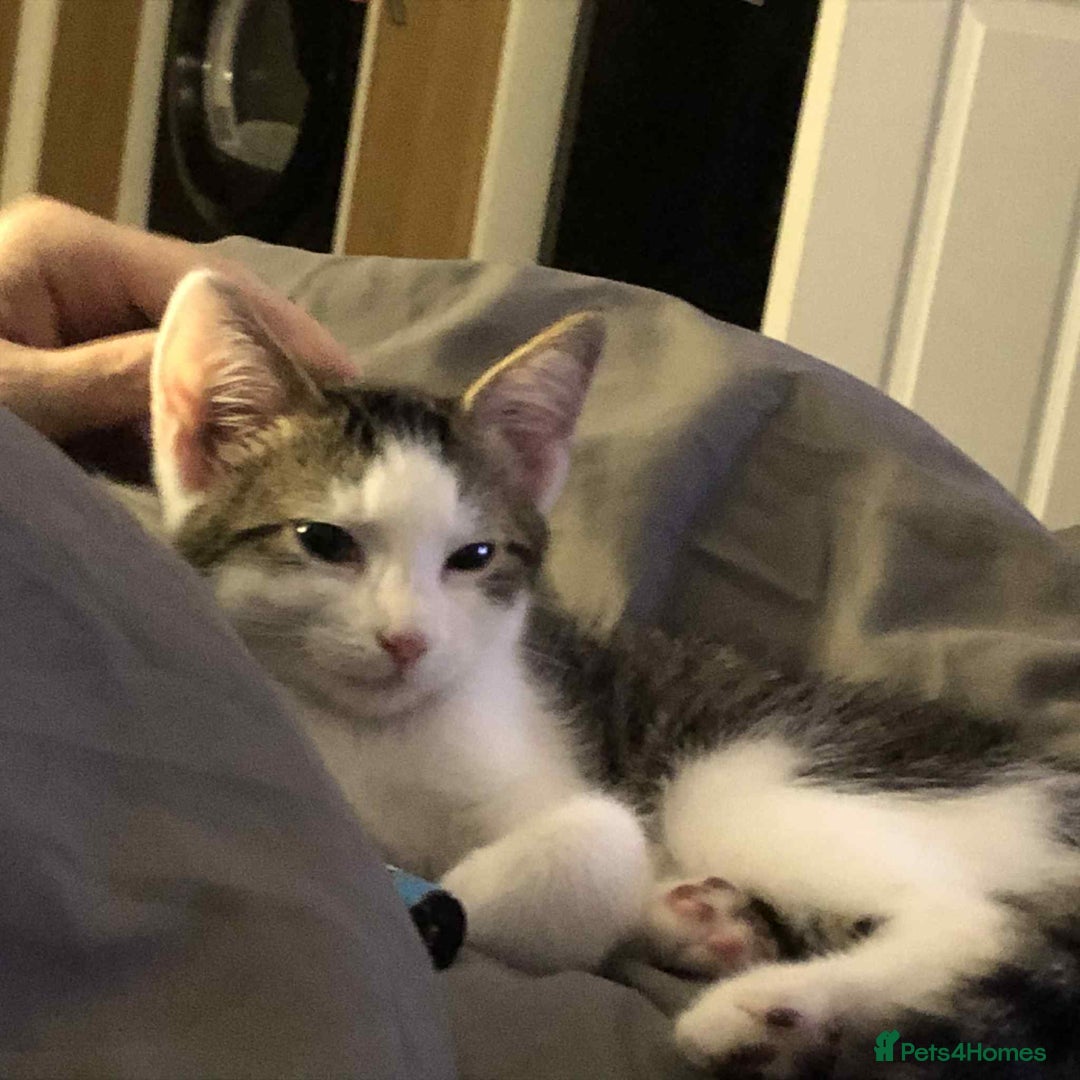 Mixed Breed cats for sale: Boy kitten - Image 3