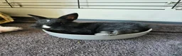 Netherland Dwarf rabbits for sale: Purebred Netherland Dwarf Doe - Advert 21