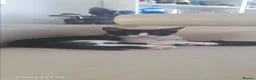 Mixed Breed cats for sale: Adorable Tuxedo Kittens available to Forever homes - Advert 8
