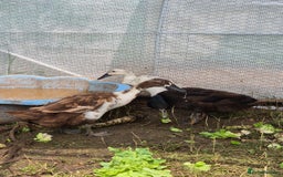 Ducks poultry for sale: Runner duck trio - Image 3