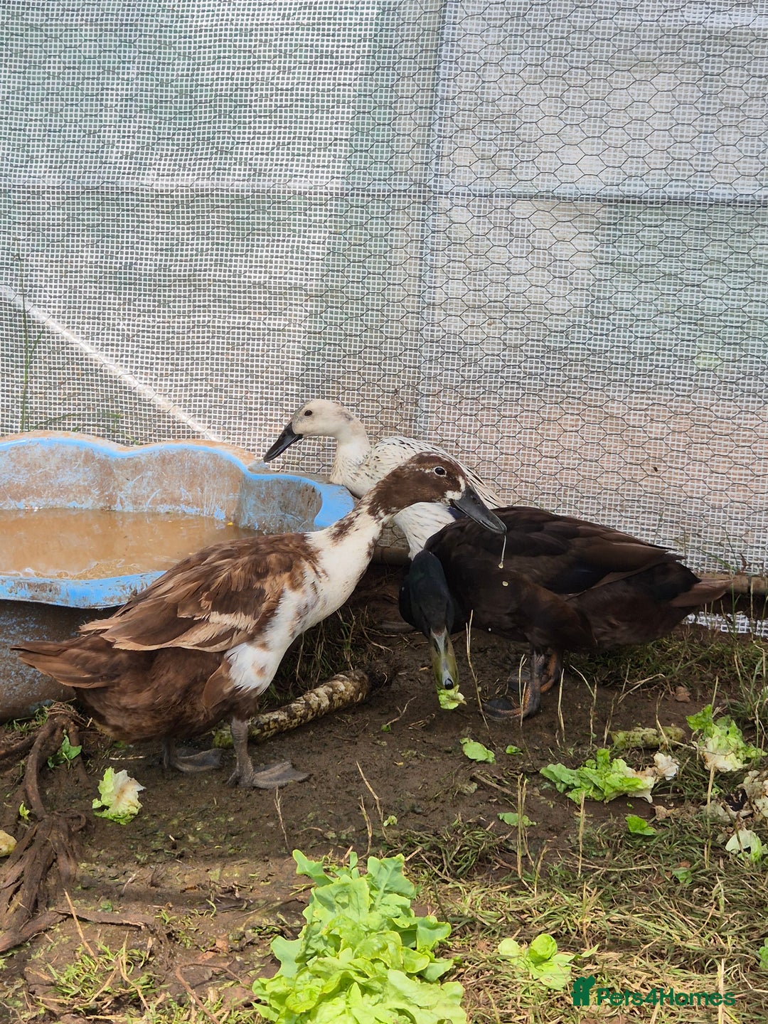 Ducks poultry for sale: Runner duck trio - Image 3