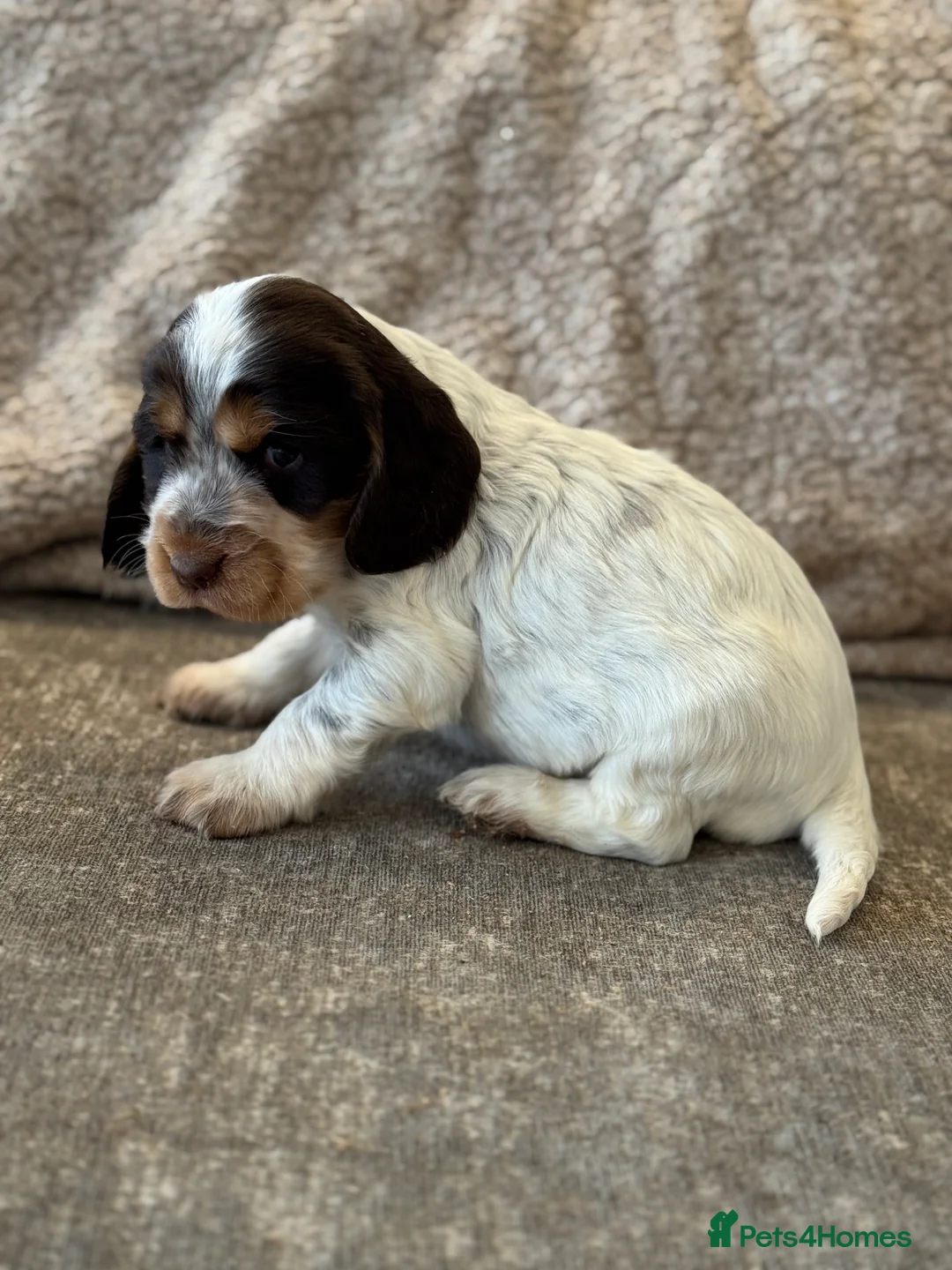 Cocker Spaniel dogs for sale: 100% SHOWTYPE COCKERS KC REGISTERED HEALTH TESTED  - Advert 13