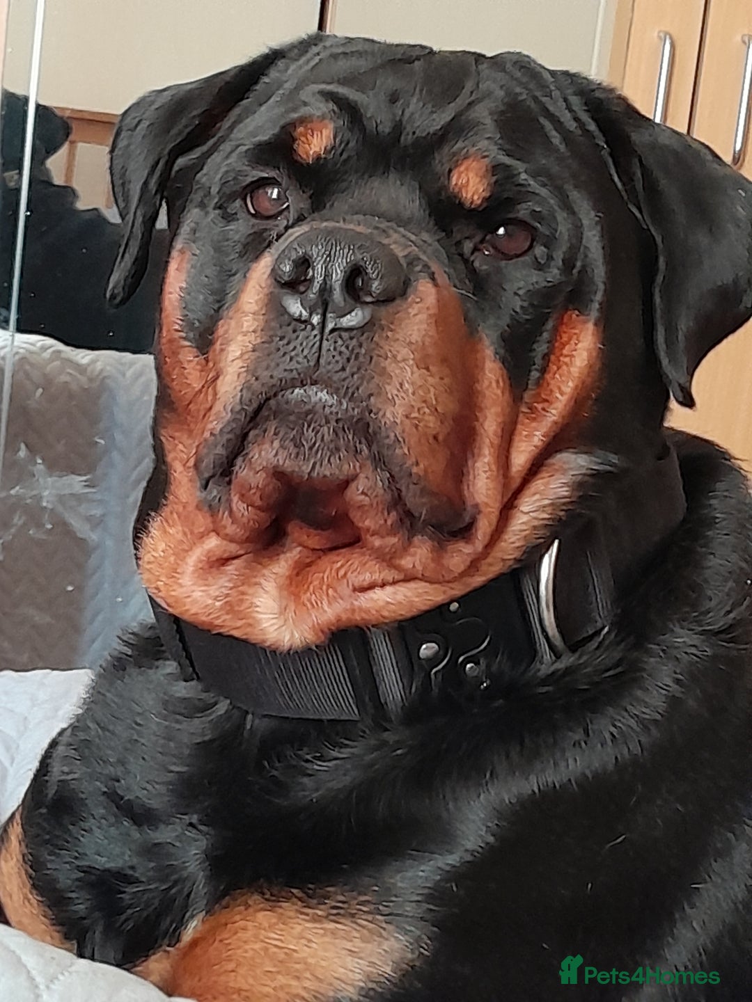 Mixed Breed dogs for sale: Rottweiler/pressa f1 - Image 12