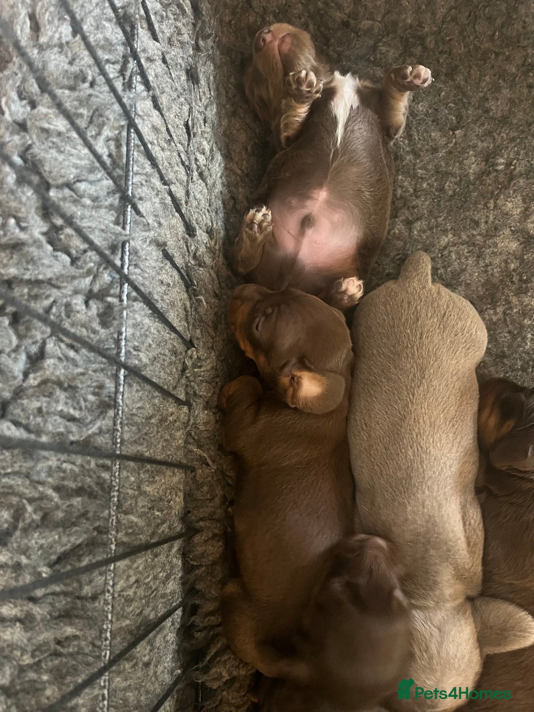 Miniature Dachshund dogs for sale: Gorgeous short & Long haired boys - Image 5