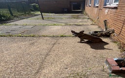 Mixed Breed dogs for sale: Staff x frenchie 3 y/o - Image 2