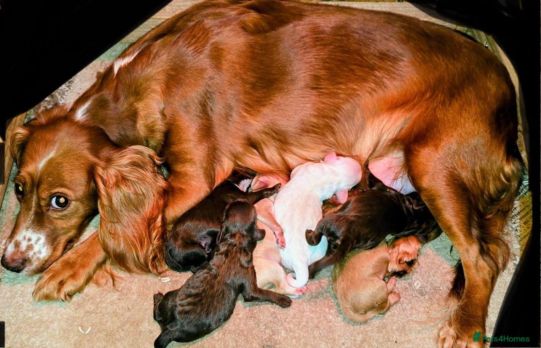 Cockapoo dogs for sale: FABULOUS LITTER OF COCKAPOO PUPPY’S - Advert 1