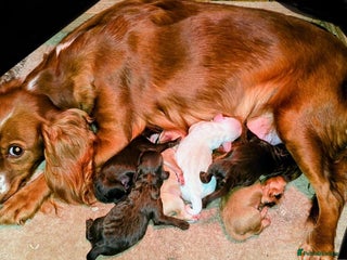 Cockapoo dogs FABULOUS LITTER OF COAKAPOO PUPPY’S - Advert 1