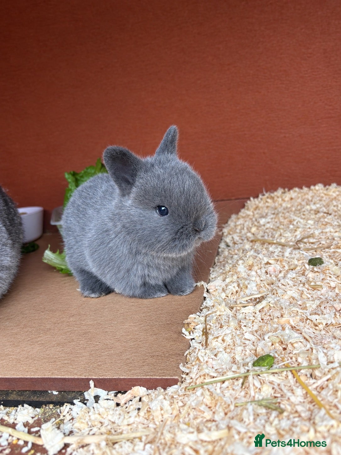Mixed Breed rabbits Two beautiful baby bunnies  - Advert 9