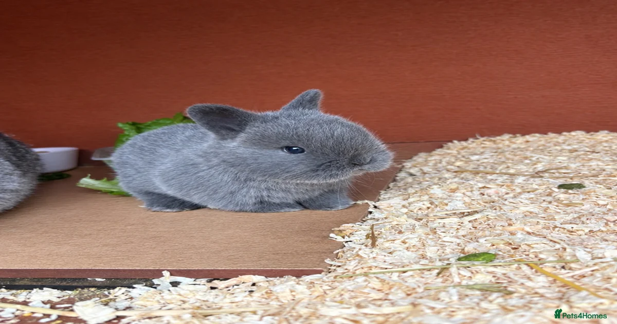 Cashmere Rabbits for Sale for sale | Pets4Homes