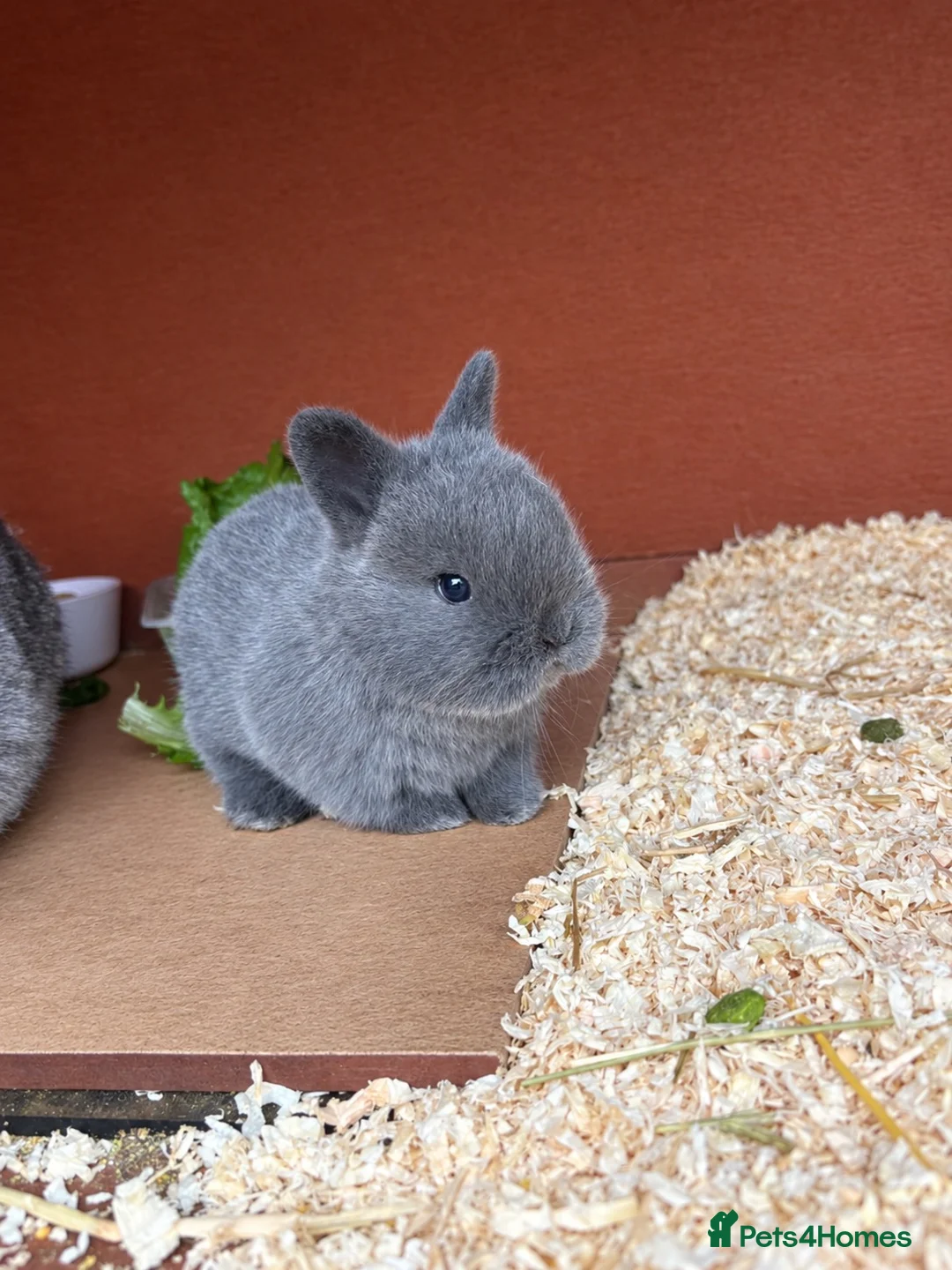Mixed Breed rabbits for sale: Two beautiful baby bunnies  - Advert 1