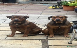 American Bull Staffy dogs for stud: Crash Bandicoot Staffweiler e ATAT d DNA tested ✅✅ - Image 13