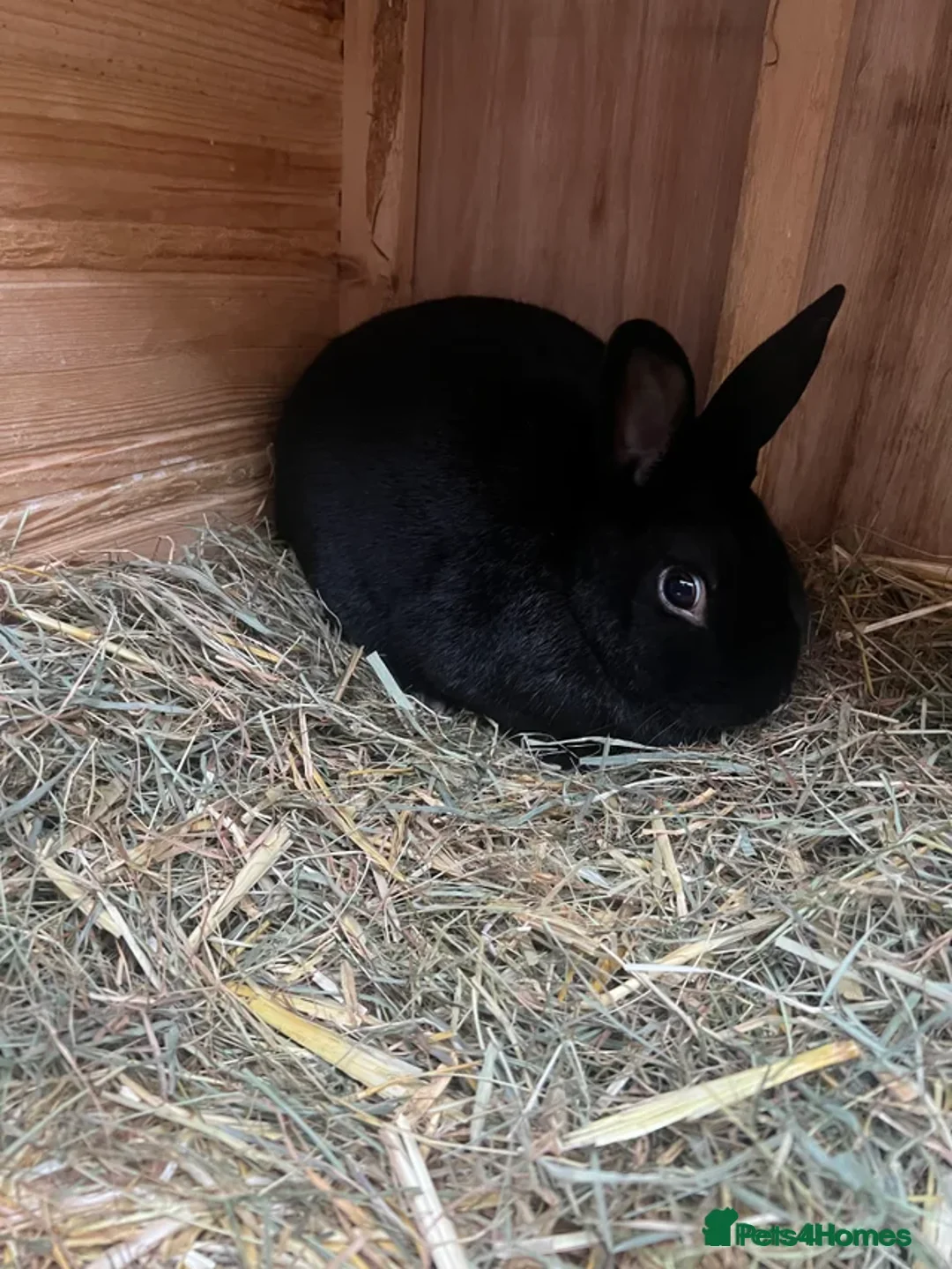 Dutch rabbits for sale: Mixed Dutch rabbits - Advert 8