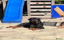 Rottweiler dogs for stud: Proven KC registered Rottweiler for stud  in Witney - Image 5