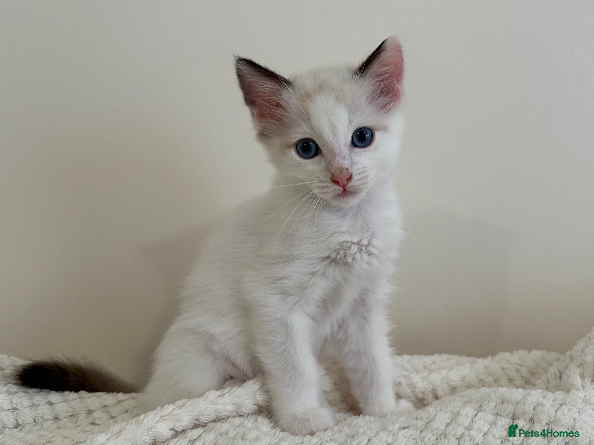 Ragdoll cats Lilac Bicolour Ragdoll Kittens - Advert 20