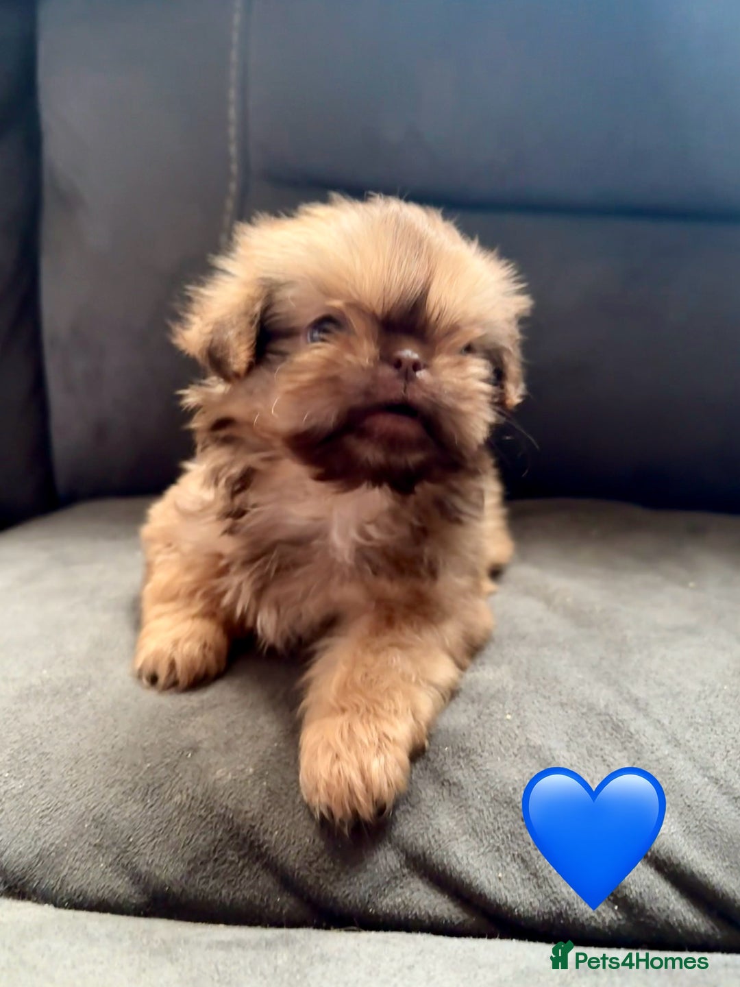 Shih Tzu dogs for sale: 3 male 2 female beautiful Shih tzu puppies - Advert 2