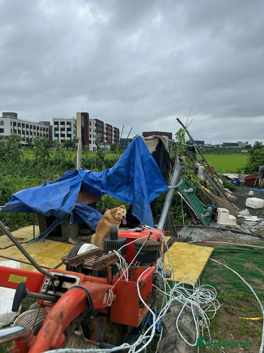 Korean Jindo dogs for adoption: Pumpkin 2 year  Jindo Korean  meat trade Survivor - Advert 5