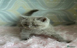 British Shorthair cats for sale: Adorable British Shorthair kittens GCCF registered - Image 9