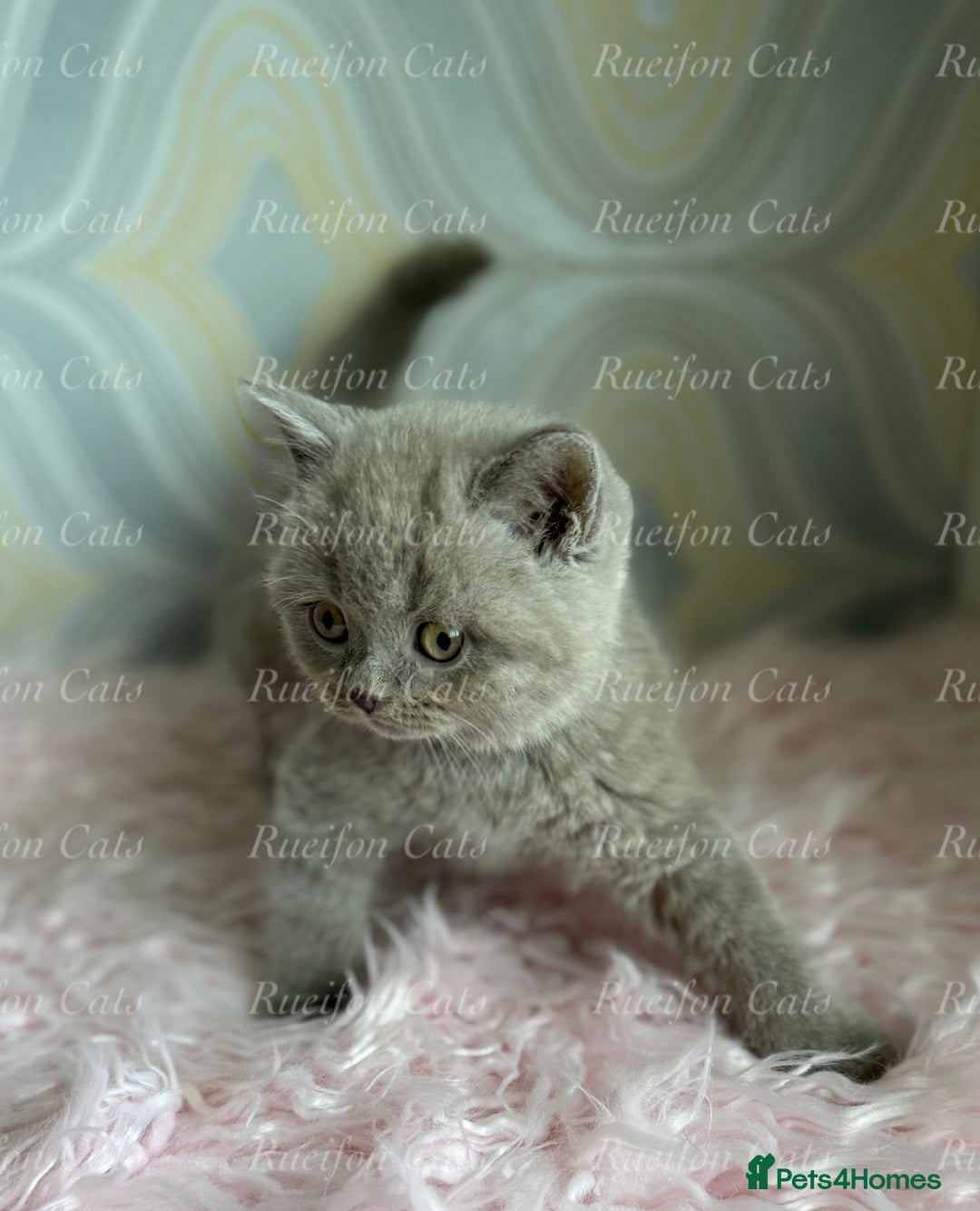 British Shorthair cats for sale: Adorable British Shorthair kittens GCCF registered - Image 9