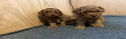 Cavapoo dogs for sale: TOY RED CAVAPOO PUPPIES  - Advert 11