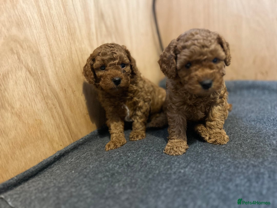 Cavapoo dogs for sale: TOY RED CAVAPOO PUPPIES  - Advert 11