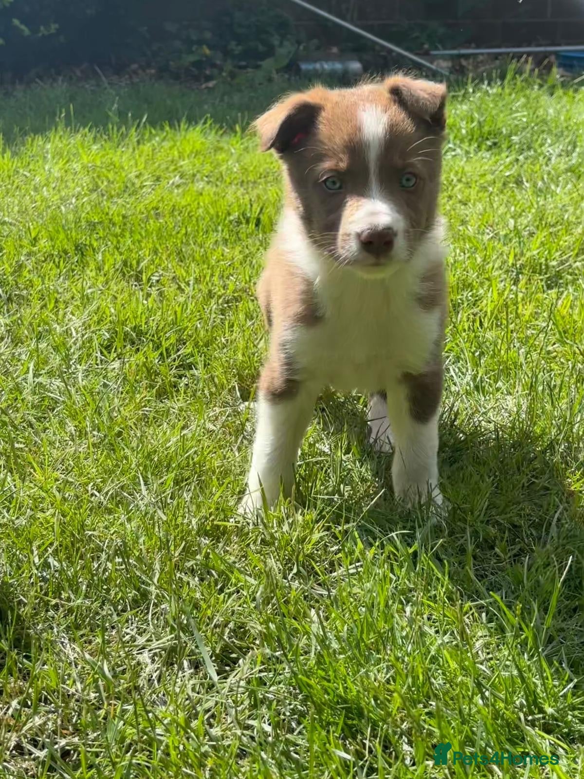 Border Collie dogs Health Tested R&W Border Collie Male - Advert 2