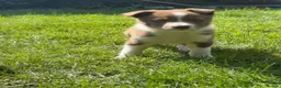 Border Collie dogs for sale: Health Tested Red & White Collie Male - Advert 3