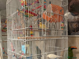 Canaries birds - Advert 3