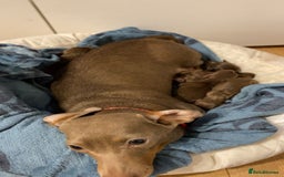 Miniature Dachshund dogs for sale: 5 Miniature Dachshunds ready 16/12/25 🤎 - Advert 8