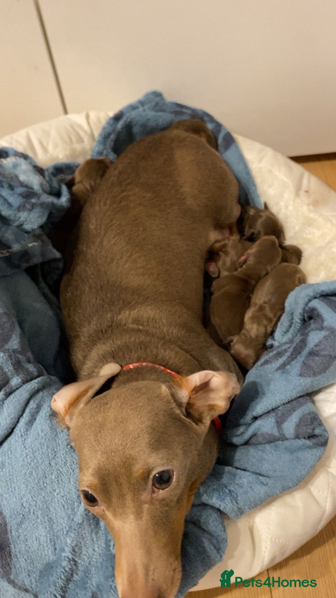 Miniature Dachshund dogs for sale: 5 Miniature Dachshunds ready 16/12/25 🤎 - Advert 8