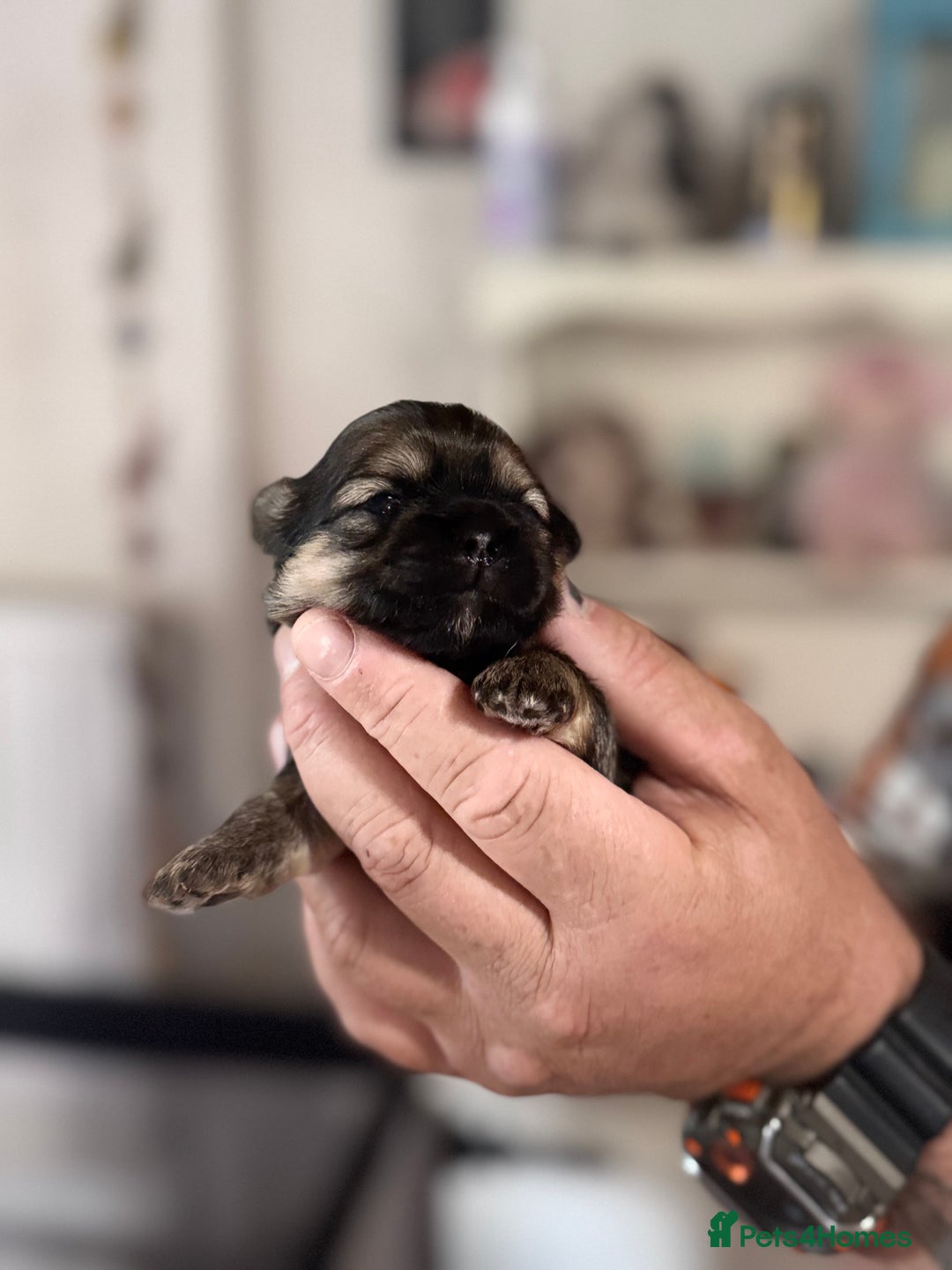 Shih Tzu dogs for sale: KC Registered Imp Shihtzu pups - Image 1