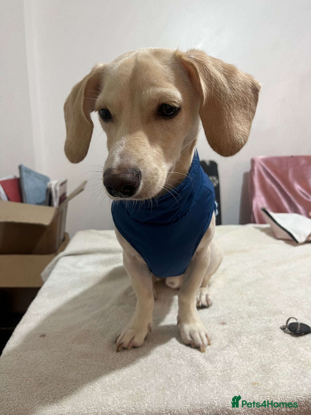 Mixed Breed dogs for sale: Adorable 7 months mini dachshund puppy! 🐶 - Advert 10