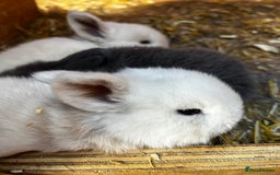 Mini Lop rabbits for sale: Mini lop babies looking for their forever homes - Image 6