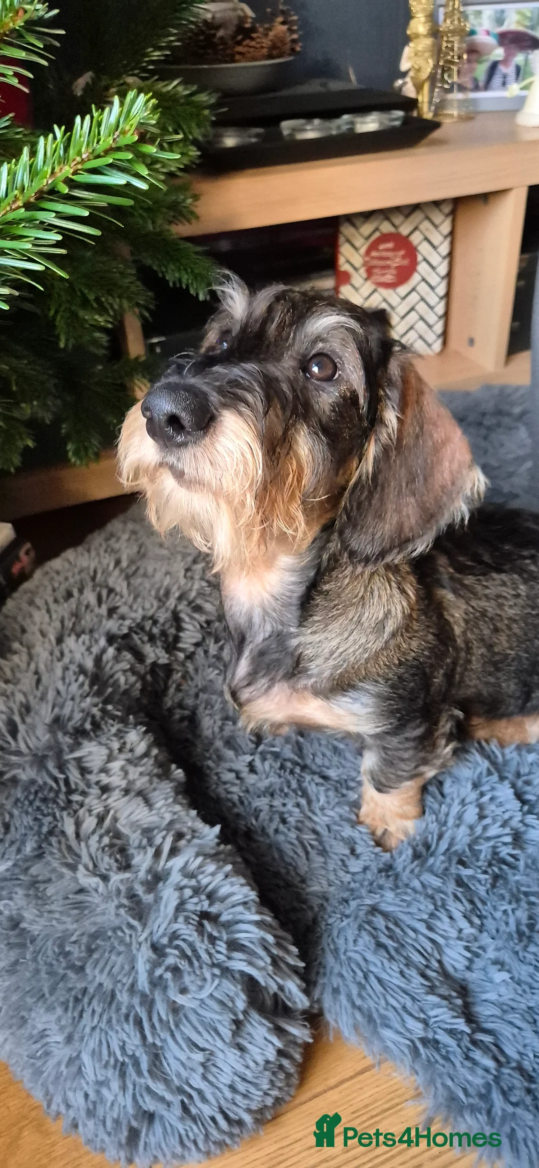 Dachshund dogs for sale: Wirehaired Dachshund puppies - Advert 3