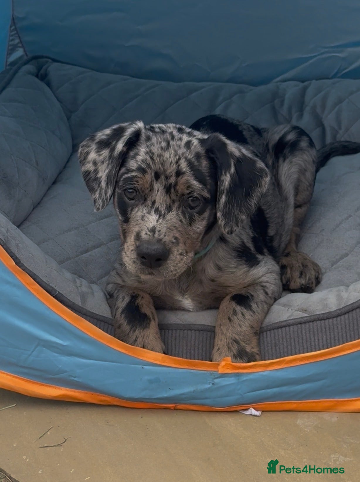 Mixed Breed dogs Blue merle Doberman puppies 2 boys 2 girls left  - Advert 1