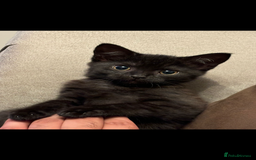 Mixed Breed cats for sale: Bonded Pair of Kittens Seeking a Forever Home  - Image 2