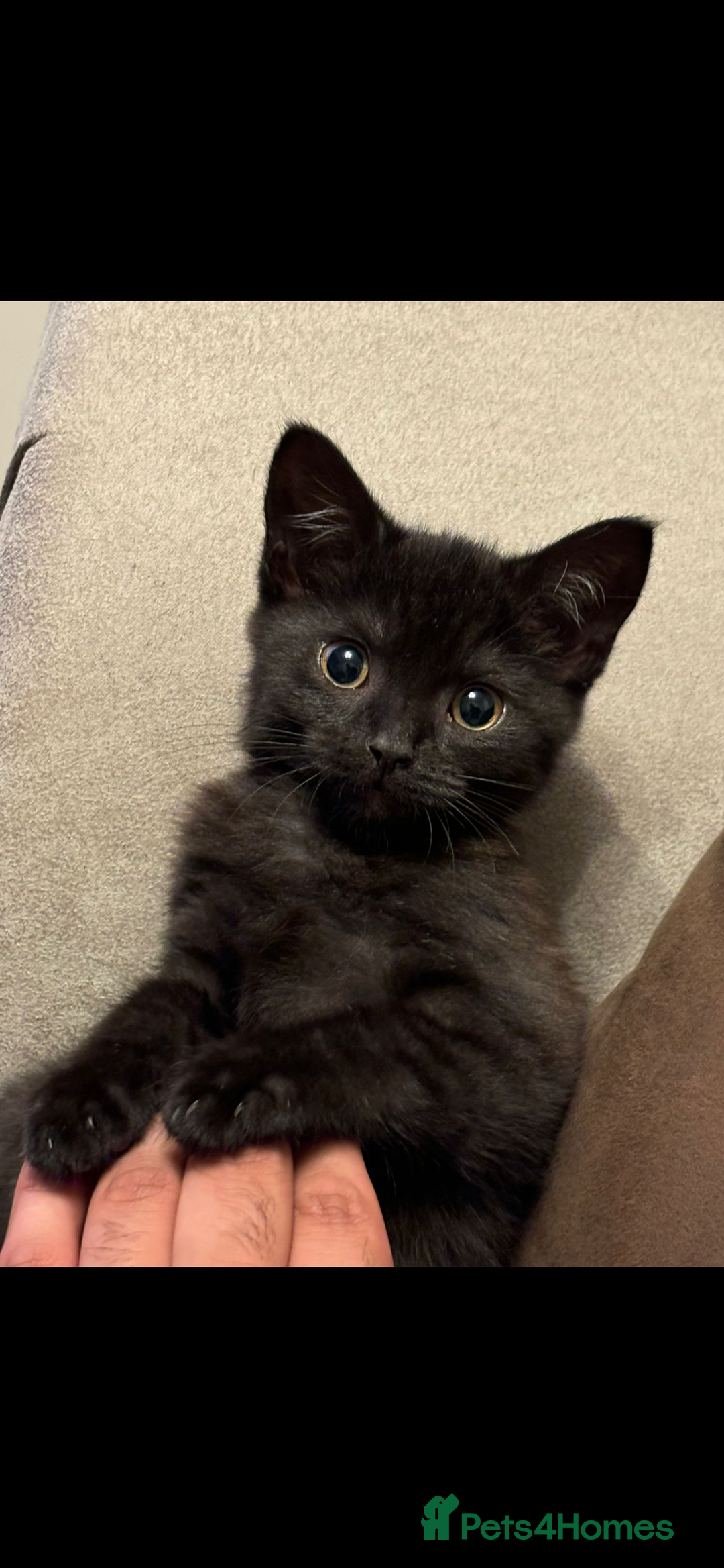 Mixed Breed cats for sale: Bonded Pair of Kittens Seeking a Forever Home  - Image 2