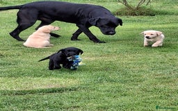 Labrador Retriever dogs for sale: Pedigree labrador puppies  - Image 5