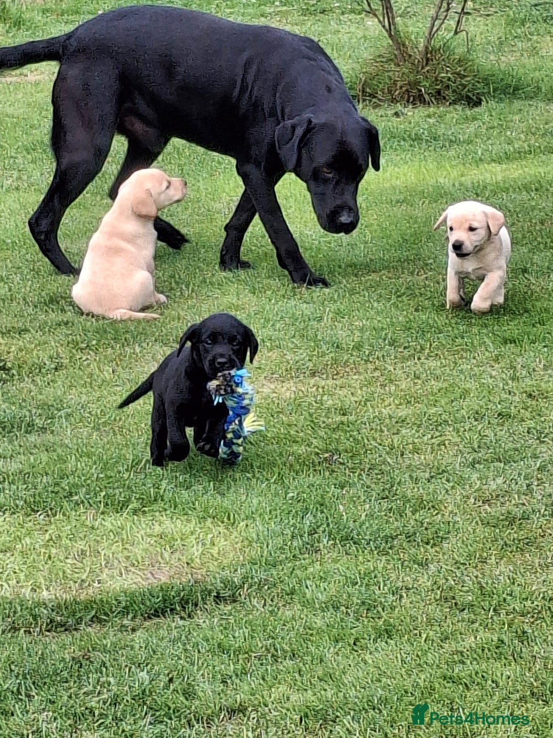 Labrador Retriever dogs for sale: Pedigree labrador puppies  - Image 5