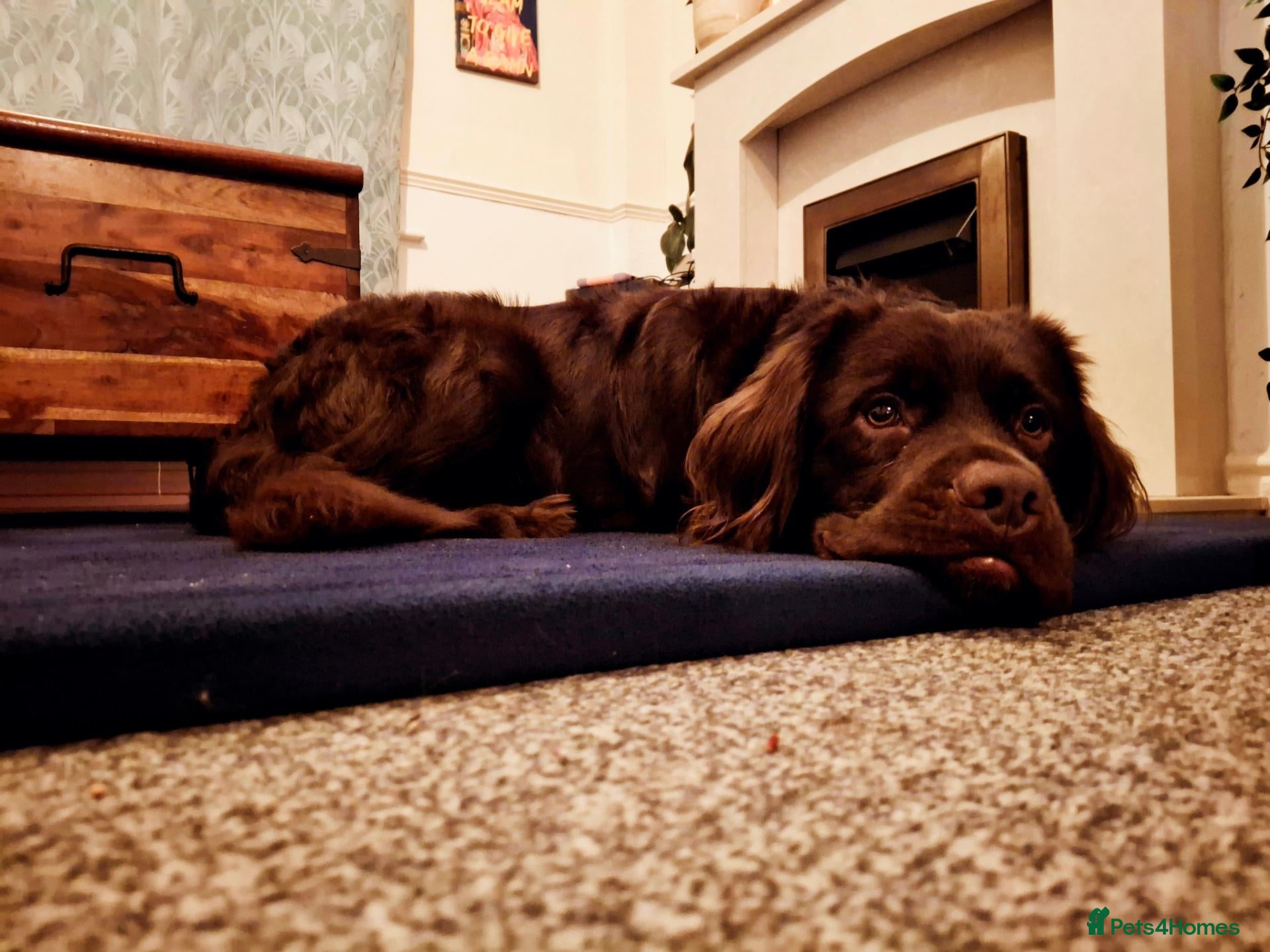 Mixed Breed dogs Cockerdor for rehoming  - Advert 11